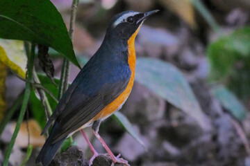 Indian Blue robin