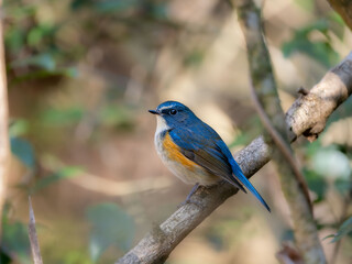 Fototapeta premium 森の中で枝に留まっているルリビタキの雄