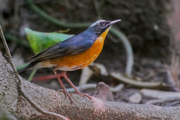 Indian Blue robin