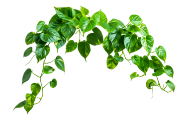Golden pothos heart shaped green yellow leaves isolated on white or transparent background