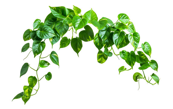 Golden pothos heart shaped green yellow leaves isolated on white or transparent background