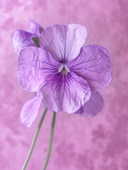 Beautiful purple pansies with intricate details blooming on a soft pink background