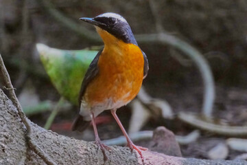 Indian Blue robin