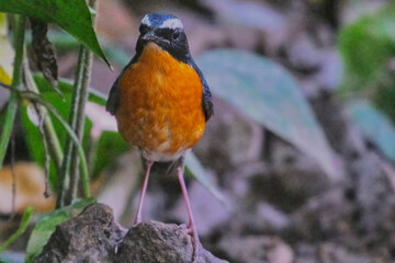 Indian Blue robin