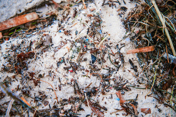 microplastic, rubbish, seaweed on rottnest beach, rottnest island, western australia, perth