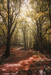 Fototapeta premium forest in the morning