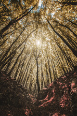 forest in the morning