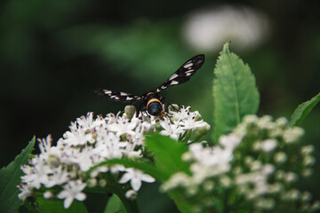 butterfly on a flower