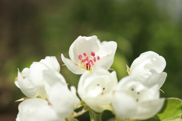 Pear Conference blossom 