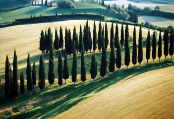 Naklejka premium documentation Italy Aerial Siena road cypress Tuscany province photographic Background Travel Nature Tree Spring Landscape White Green Agriculture Drone Tourism Unesco Peace
