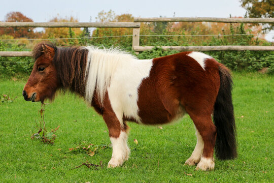 Side portrait of a small brown and white mini Shetland pony standing on a green run