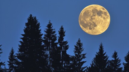   A full moon illuminates the night sky, casting bright light upon a grove of pine trees against a backdrop of blue