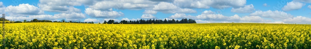 Poster british countryside blooming rapeseed field panorama, united kingdom