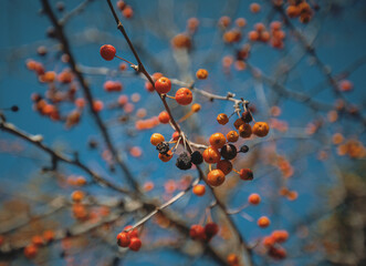 red berries in autumn
