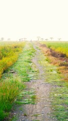 clearly landscape on green rice field in the morning


