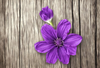 wood natural old background flower texture purple Pattern Nature Vintage Tropical Pink Beautiful Petal Blossom Flora Blooming Fresh