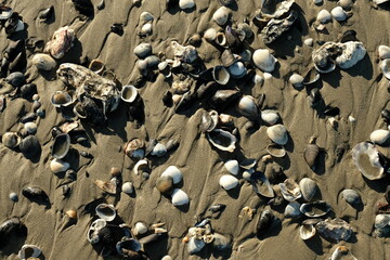 Many shells and oysters on the adriatic costline in Italy