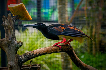 twelve wired bird of paradise on a branch