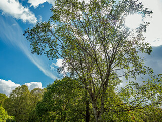 Obraz premium trees and sky