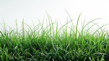 Vibrant green grass showcasing the freshness of nature against a white background