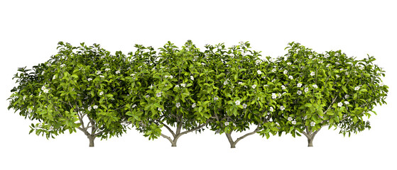 Greenery shrubs fence group cut out transparent backgrounds 3d rendering png