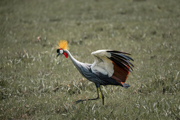 grey crowned crane