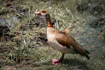 red headed goose