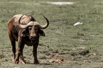 buffalo in the savannah