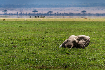 Obraz premium elephant in water