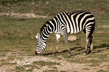 zebra eating grass