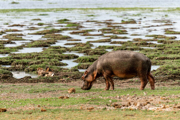 Hippopotamus near water.