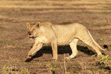 lion cub panthera leo