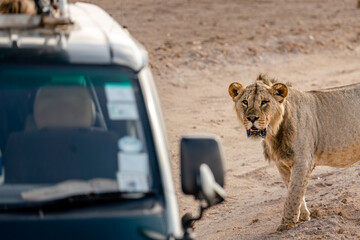 Lion and car