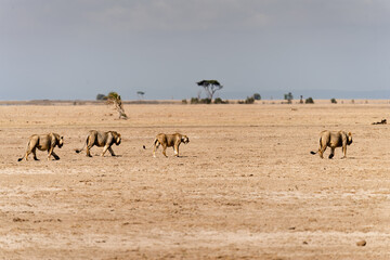 herd of lions in the savannah