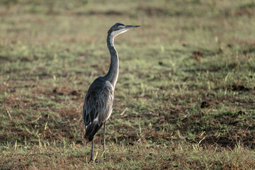 great blue heron