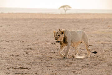 lioness in Amboseli