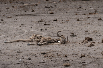 Dead wildbeest in Amboseli