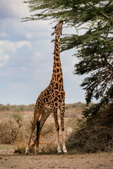 giraffe in the savannah