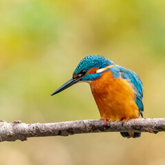 Martin-pêcheur ( IA bruit )