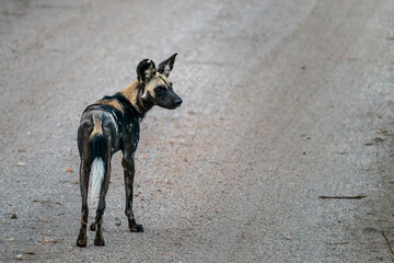 wild dog in tsavo east