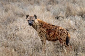 hyena in tsavo east