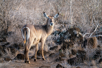 water antelope in tsavo east