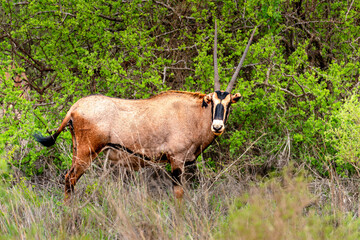 Naklejka na ściany i meble red oryx in tsavo east