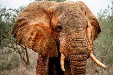 red elephant in tsavo east