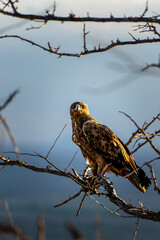 hawk on branch