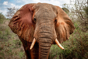 red elephant in tsavo east