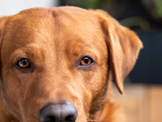 labrador dog, close-up nose macro photos, blurred background - obrazy, fototapety, plakaty