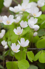 Wood Sorrel (Oxalis) flowers in spring