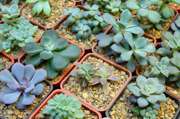 cactuses and succulents growing in pots, closeup