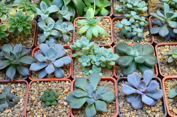 cactuses and succulents growing in pots, closeup